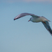 2014-08-14 - Balatonalmádi - IMG 9655 LR-3