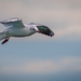 2014-08-14 - Balatonalmádi - IMG 9657 LR-2