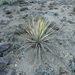 Yucca rostrata 2015-2016 tél