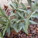 Nerium oleander 'Atlas' 2016 január
