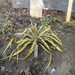 Yucca recurvifolia 'banana split' 2016 január
