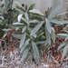 Nerium oleander X Atlas magoncok, 2016 december 4.