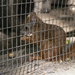 Budakeszi Vadaspark mókus