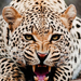 Leopard-wallpaper-10757351