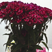 Török szegfű (Dianthus barbatus)