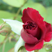 Giardiniere-rózsái (5)