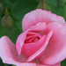 Giardiniere-rózsái (7)