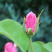 Giardiniere-rózsái (8)