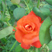 Giardiniere-rózsái (12)