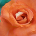Giardiniere-rózsái (13)