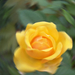 Giardiniere-rózsái (15)