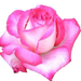 Giardiniere-rózsái (20)