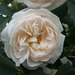 Fehér teah rózsa Üllès 2022.05.21.