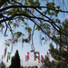 Zászló Park Szivar fával