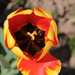 Holland tulipán II.
