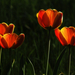 Piros tulipánok