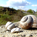 Snails on the stone