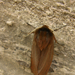 Füstös medvelepke / Vöröses medvelepke (Phragmatobia fuliginosa)