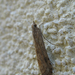 Közönséges vándormoly (Nomophila noctuella)