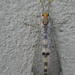 Kétfoltos hangyaleső (Megistopus flavicornis)