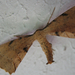 Kecskerágó-araszoló (Artiora evonymaria)
