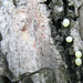 Hársfaszender (Mimas tiliae) petéi