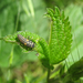 Hétpettyes katica (Coccinella septempunctata) fiatalabb lárvája
