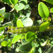 Selyemfényű puszpángmoly (Cydalima perspectalis) hernyója