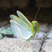 Imádkozó sáska (Mantis religiosa) hímje védekező pózban