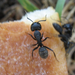 Szürke lóhangya (Camponotus vagus)