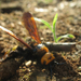Óriás tőrösdarázs (Megascolia maculata flavifrons) nősténye 5
