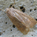 Világosbarna őszibagoly (Agrochola circellaris)