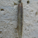 Zsákosmoly (Coleophora sp.) zsákja