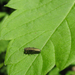 Közönséges karcsúdíszbogár (Agrilus angustulus)