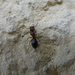 Kapushangya (Camponotus truncatus)