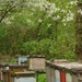 2008.04.11.Fonyódi méhészet