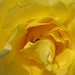 vizes sárga rózsa