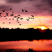 Tisza, Sunset, Birds' Silhouette