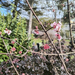 IMG 20250126 131603491 HDR