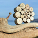 Driftwood art-snail in Hungary by Tamas Kanya