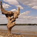 Driftwood art in Hungary by tamas kanya