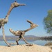 Driftwood art from Hungary by tamas kanya