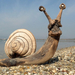 Driftwood snail by tamas kanya