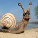Driftwood snail by tamas kanya