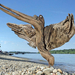Hummingbird driftwood by tamas kanya