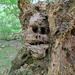 Tree face from Hungary by tamas kanya