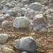 Holt tengeri sós kövek
