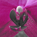 lila orchidea-belső