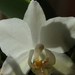 Törpe orchidea
