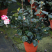 CAMELIA JAPONICA GENCOLETTI 80-100 CLT7